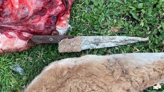 Detienen a dos cazadores furtivos que atrapaban guanacos con 6 galgos en Chubut