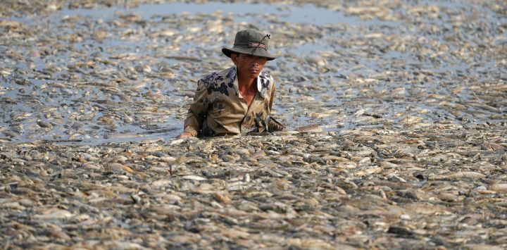 Un pescador recoge peces muertos causados las condiciones climáticas cálidas en un embalse en la provincia de Dong Nai, en el sur de Vietnam.