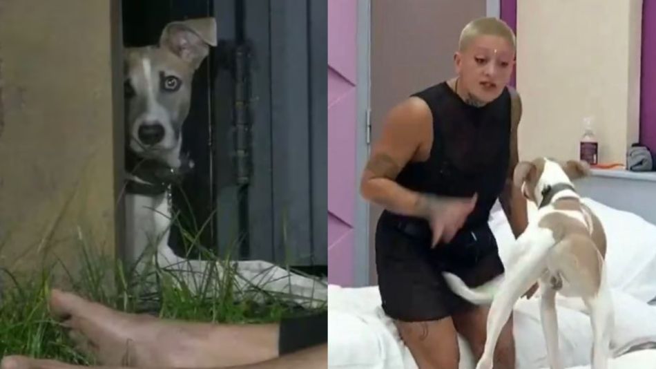 Arturo, el perro rescatado que entró a Gran Hermano