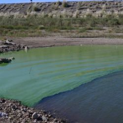 Desde hace varias semanas, la proliferación de algas en el dique Paso de las Piedras, que provee de agua potable a Bahía Blanca y Punta Alta, ha traído varios inconvenientes en el servicio. (Foto: Rodrigo García de La Nueva)