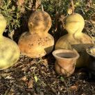 Cultivando tradición y pasión en CheMate