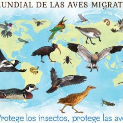 Los insectos son fuentes esenciales de energía para muchas especies de aves migratorias.