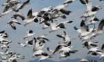 El Día Mundial de las Aves Migratorias 2024 se centrará en los insectos