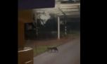 ¡Qué susto!: avistan a un extraño felino caminando por el aeropuerto de Iguazú