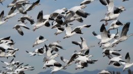 1005_aves migratorias