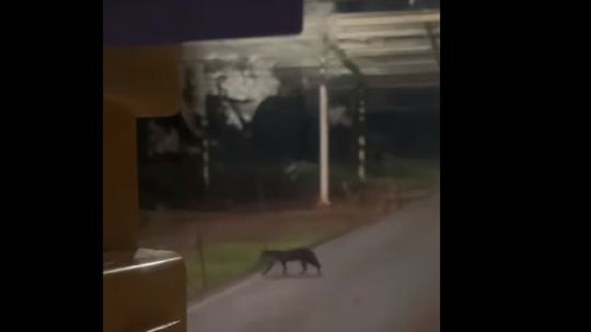 ¡Qué susto!: avistan a un extraño felino caminando por el aeropuerto de Iguazú