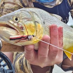 Tras desaparecer bastante tiempo, hace ocho años volvió a ingresar por la laguna La Helvecia, según los primeros registros. Poco a poco, va acrecentando su presencia.