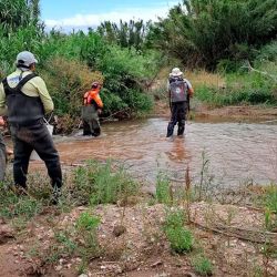 Tras desaparecer bastante tiempo, hace ocho años volvió a ingresar por la laguna La Helvecia, según los primeros registros. Poco a poco, va acrecentando su presencia.