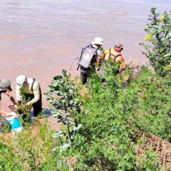 Tras desaparecer bastante tiempo, hace ocho años volvió a ingresar por la laguna La Helvecia, según los primeros registros. Poco a poco, va acrecentando su presencia.