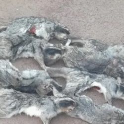 Loa 8 ejemplares de vizcachas muertas que cazaron ilegalmente fueron decomisados.