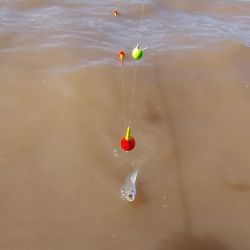El Río de la Plata está en su mejor momento, hay cantidad y calidad, con los mejores meses por delante para seguir disfrutando de estas hermosas flechas de plata.