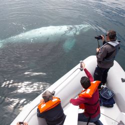 Imagen de turistas tomando fotografías a una cría de ballena albina en la Península de Valdés, a 170 kilómetros de la ciudad de Puerto Madryn, en la provincia de Chubut, Argentina. En el actual contexto de aumento de precios que enfrenta Argentina, situación que ha impactado tanto en la moneda local como en las divisas, el turismo interno se está adaptando con diversas estrategias para mantener la competitividad de las variadas ofertas turísticas del país. | Foto:Xinhua/Martín Zabala