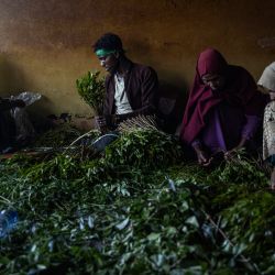 La gente limpia y prepara khat, un estimulante recreativo eufórico, en un mercado de khat en Aweday, África. | Foto:Michele Spatari / AFP