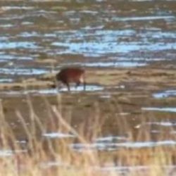 Es la primea vez que avistan jabalíes en esa zona patagónica.