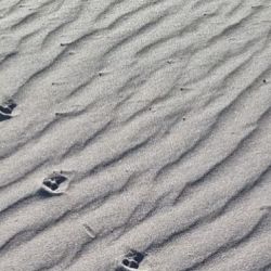 Las huellas de la piara de jabalies en las playas de Bahía San Antonio.