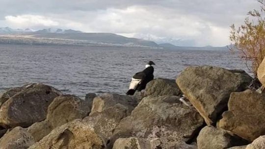 Un cóndor sorprendió a los turistas del Parque Nacional Nahuel Huapi