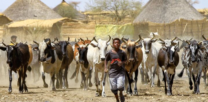 Un niño lidera una manada de búfalos en las afueras de la ciudad de Gedaref, en el este de Sudán.