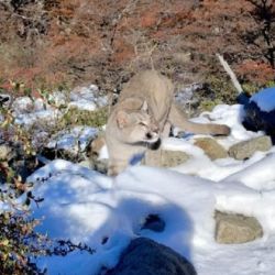 Un puma tuvo en vilo a toda una familia