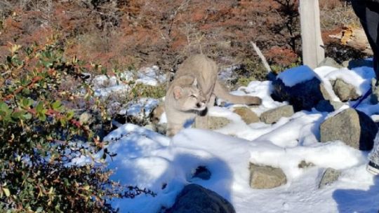 Flor de susto: un puma tuvo en vilo a una familia de turistas cordobeses en El Chaltén