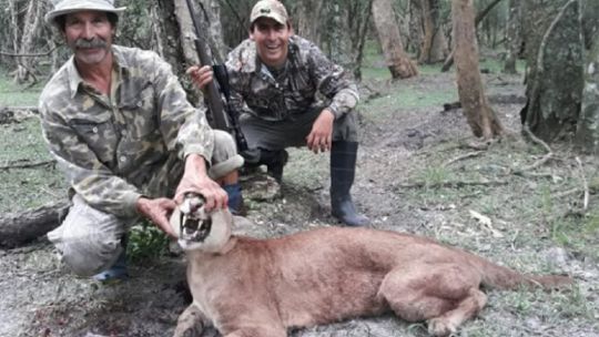 Piden que se frene la caza de guanacos, pumas y zorros en la Patagonia