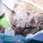 2105_LINCE