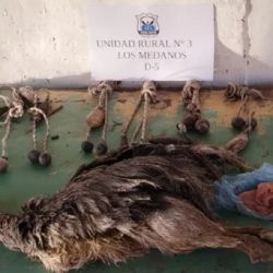 En la parte trasera de uno de los vehículos, transportaban un avestruz muerto que acababan de cazar.