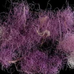 El color púrpura real, o argaman en hebreo, se produce a partir de tres especies de moluscos autóctonos del mar Mediterráneo:
