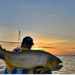  Las especies con las que trabajan son “migratorias de largas distancias”, entre las que se destacan dorado, surubí, pacú, manguruyú y patí. 