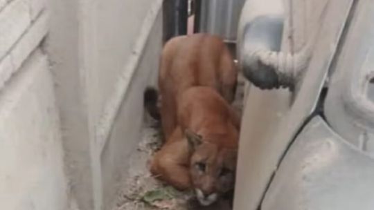 ¡Flor de susto!: mirá el puma que apareció en el garage de una casa de Nechochea