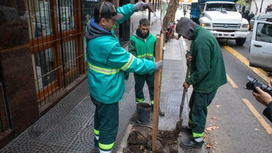 CABA presentó su "Plan de Arbolado" 2024: ¿dónde plantarán los 18 mil ejemplares nuevos?