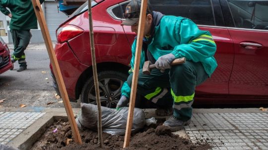 “Plan de Arbolado 2024" de CABA: expertos sugieren cambios y mejoras