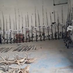 Tras 3 años del secuestro, los elementos pasan a remate y se recauda para la dirección de Fauna. 