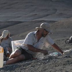 Fueron encontrados en el norte de Chubut.