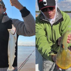 Ausentes los pejes, nos conformamos con manduvas, chafalotes y dorados.