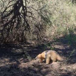 El oso melero apareció en el fondo de una vivienda.