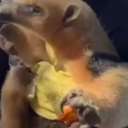 El animal se encontraba asustado, pero en perfecto estado de salud.