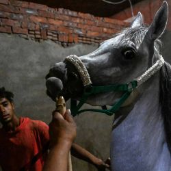 Un dueño de un caballo egipcio cuida a uno de sus animales en los establos de Giza, cerca de la capital. Foto de Khaled DESOUKI / AFP | Foto:AFP