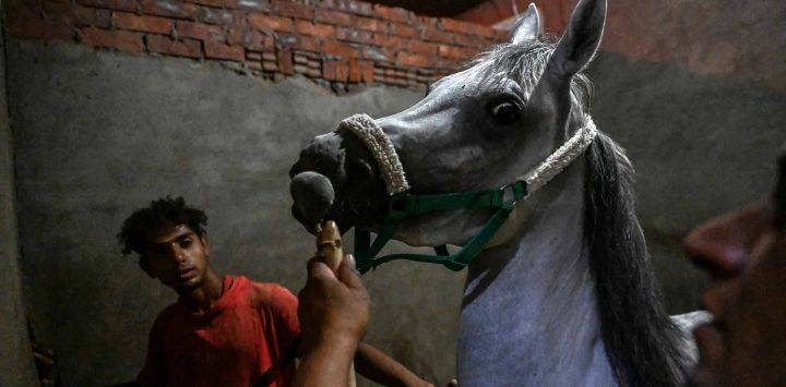 Un dueño de un caballo egipcio cuida a uno de sus animales en los establos de Giza, cerca de la capital. Foto de Khaled DESOUKI / AFP