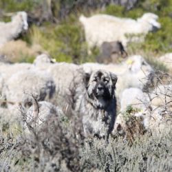 El proyecto busca preservar la diversidad de vida silvestre en la estepa patagónica.