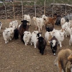 Estos canes son un eslabón fundamental en la protección del ganado caprino y ovino de pequeños productores ante ataques de predadores silvestres. 