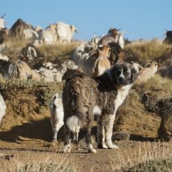 "Buscamos que haya una convivencia armónica entre el ser humano, el ganado y la fauna silvestre", dicen los responsables del proyecto.
