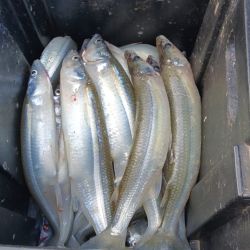 Los pejerreyes de 300 a 400 gramos son moneda corriente en estos tiempos, en una modalidad de flote que es la más rendidora.