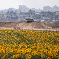 Un tanque del ejército israelí se despliega cerca de un campo de girasoles en la frontera sur de Israel con la Franja de Gaza. Foto Menahem KAHANA / AFP  | Foto:AFP