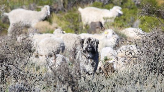 Buscan preservar la biodiversidad de la Patagonia con perros protectores de ganado