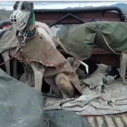 Los sospechosos llevaban una gran cantidad de galgos en la camioneta.