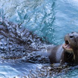 La nutria hembra ya se encuentra en nuestro país.