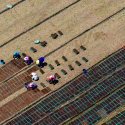 Los agricultores colocan bandejas de plántulas de arroz en un campo en Huai'an, en la provincia de Jiangsu, en el este de China. Foto AFP | Foto:AFP