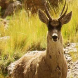 La taruca se encuentra en peligro de extinción en la Argentina.