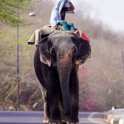 Un mahout monta su elefante por una calle en un caluroso día de verano en Jaipur. Foto HIMANSHU SHARMA / AFP | Foto:AFP