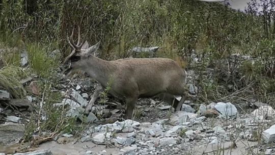 Avistan en Catamarca a un ejemplar de una especie en peligro de extinción